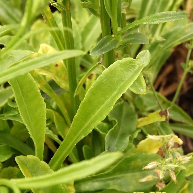 Campanule à feuilles de pêcher La Bonne Amie - Campanula persicifolia (Foliage)