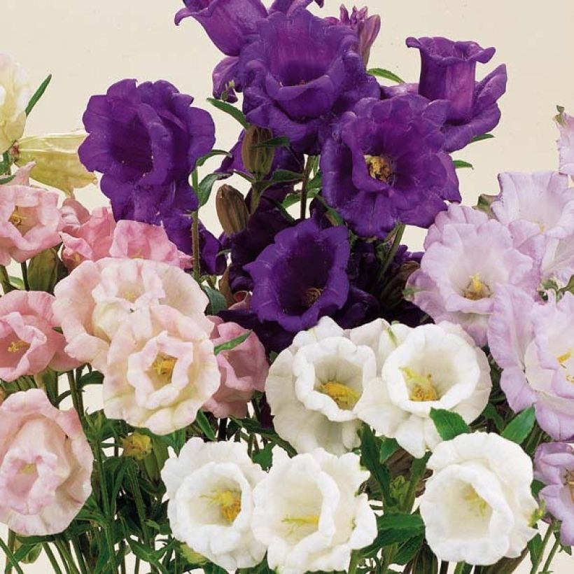 Graines de Campanule carillon Calycanthema (Cup and Saucer) - Campanula medium (Flowering)