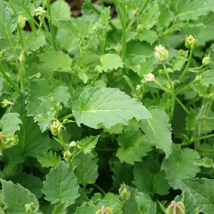 Campanule carpatica Clips bleue - Campanule des Carpates (Foliage)