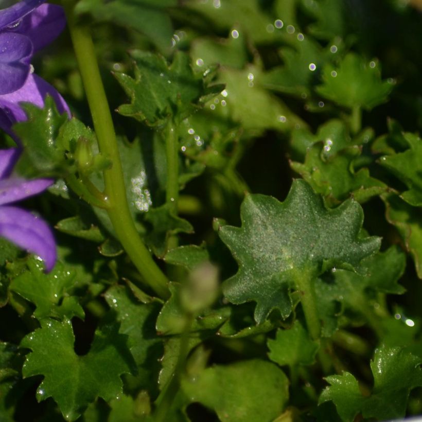 Campanule des murs - Campanula portenschlagiana (muralis) (Foliage)