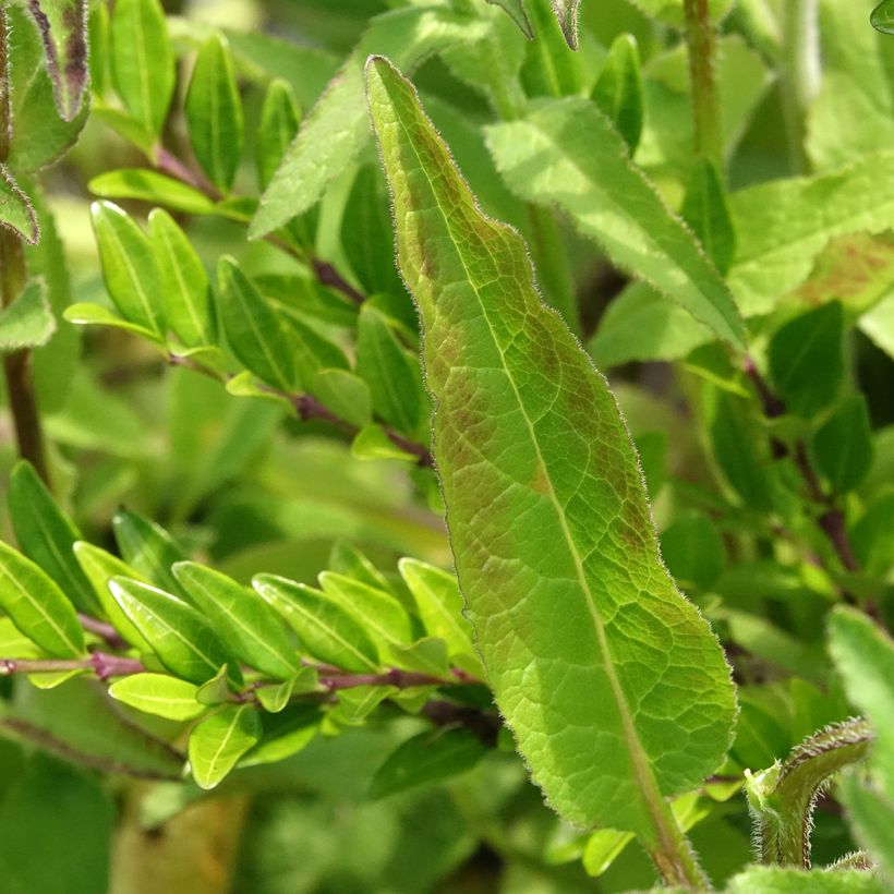 Campanule glomerata var. dahurica (Foliage)