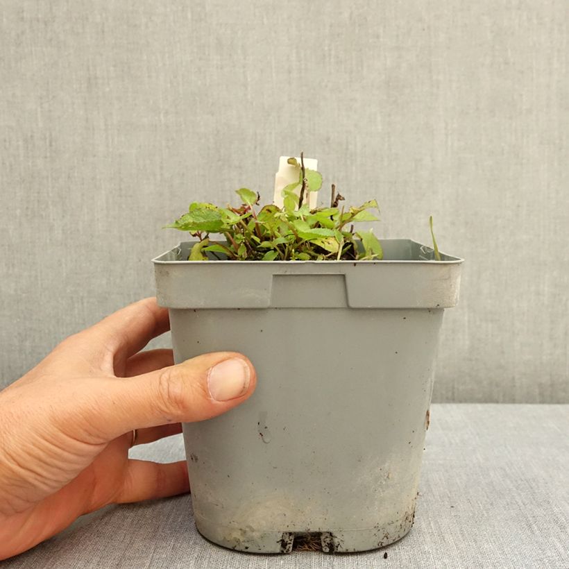 Example of Campanule glomerata var. dahurica Pot de 2L/3L as you get in ete