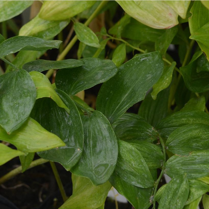 Campanula lactiflora Loddon Anna - Campanule laiteuse  (Foliage)