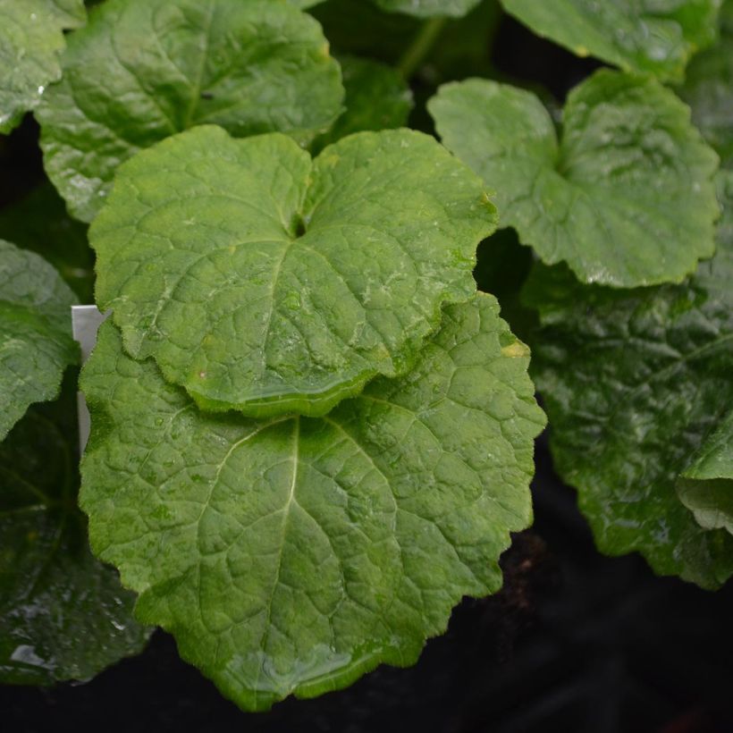 Campanule latifolia var. macrantha (Foliage)