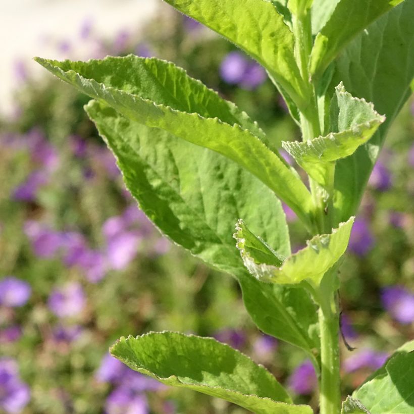Campanule latifolia var. macrantha alba (Foliage)
