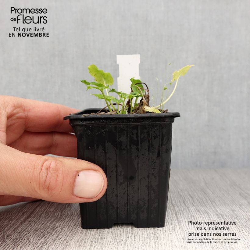 Example of Campanule pyramidalis Alba - Campanule pyramidale blanche Godet de 8/9 cm as you get in automne