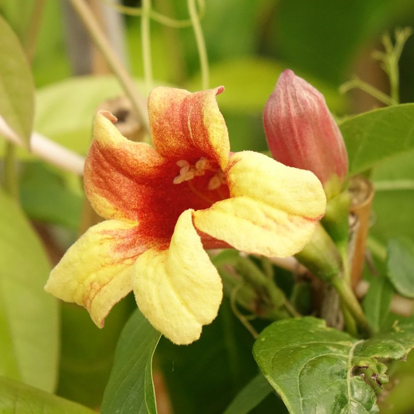 Campsis capreolata - Bignone à vrilles (Flowering)