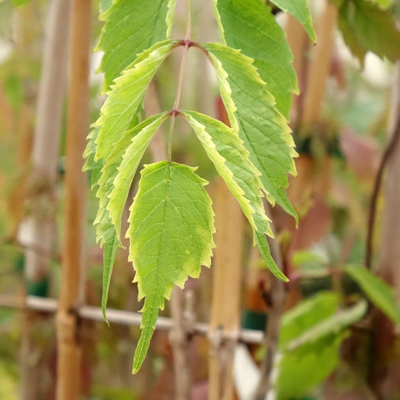 Campsis radicans - Bignone de Virginie (Foliage)