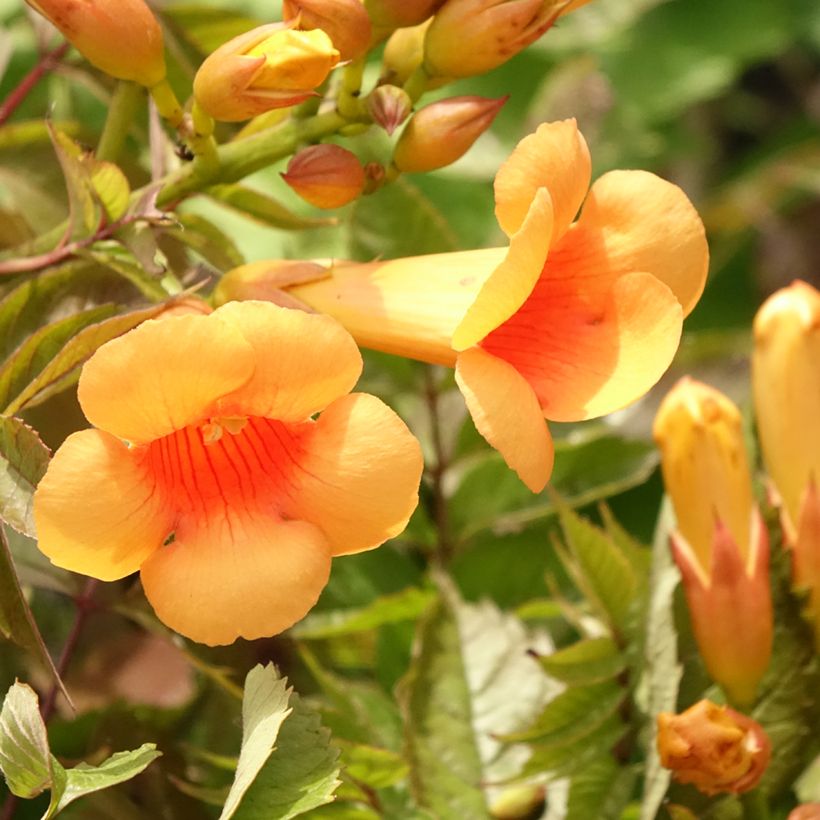 Campsis radicans Indian Summer - Bignone de Virginie  (Flowering)