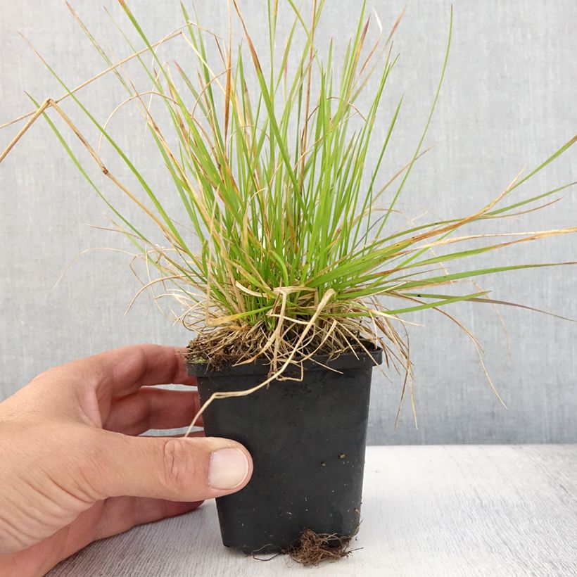 Example of Canche cespiteuse Northern Lights - Deschampsia cespitosa  Godet de 8/9 cm as you get in ete