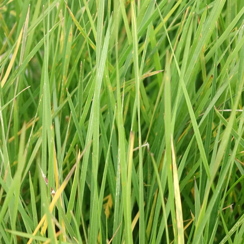 Canche cespiteuse Vivipara - Deschampsia cespitosa (Foliage)