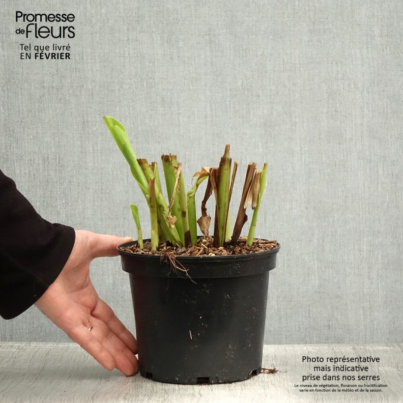 Example of Canna edulis - Canna comestible, Balisier rouge Pot de 2L/3L as you get in hiver