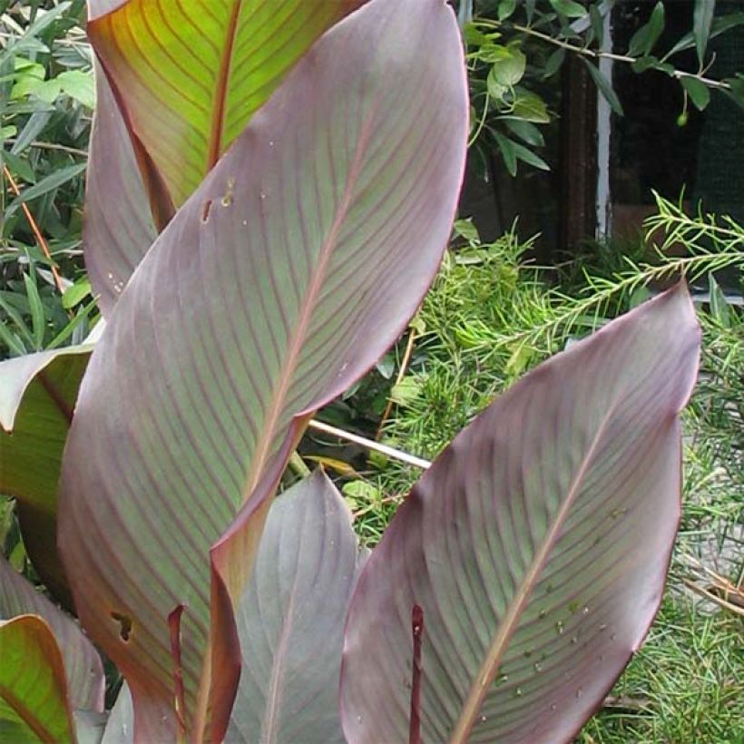 Canna indica Purpurea (Foliage)