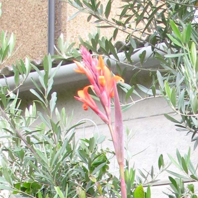 Canna indica Purpurea (Flowering)