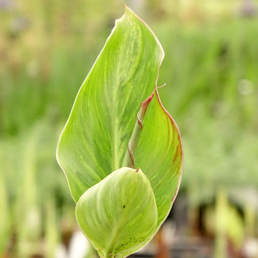Canna Lucifer - Balisier nain à fleurs rouge liséré de jaune d'or et à feuillage vert moyen. (Foliage)