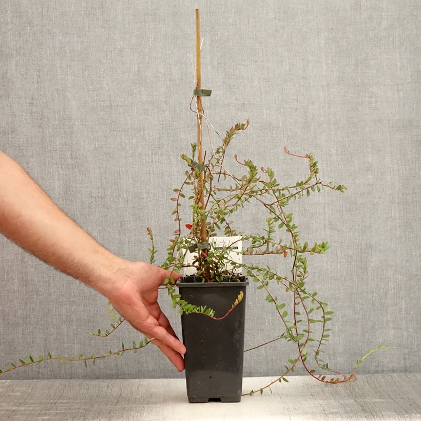Example of Canneberge - Cranberry- Vaccinium macrocarpon Pilgrim Godet de 8/9 cm as you get in ete
