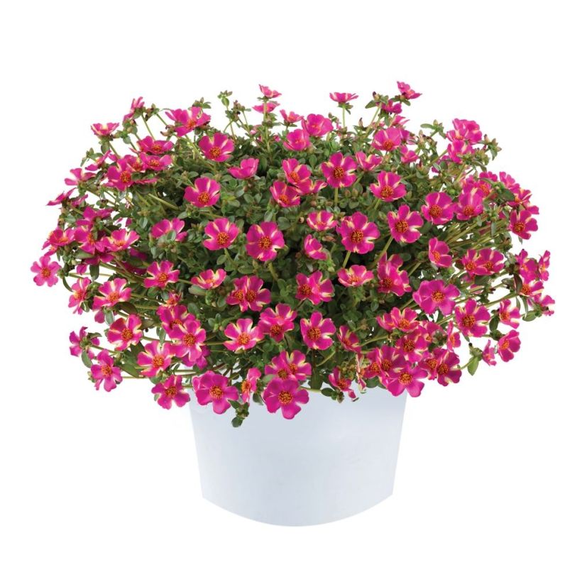 Portulaca Campino Twist Pink - Pourpier annuel (Plant habit)