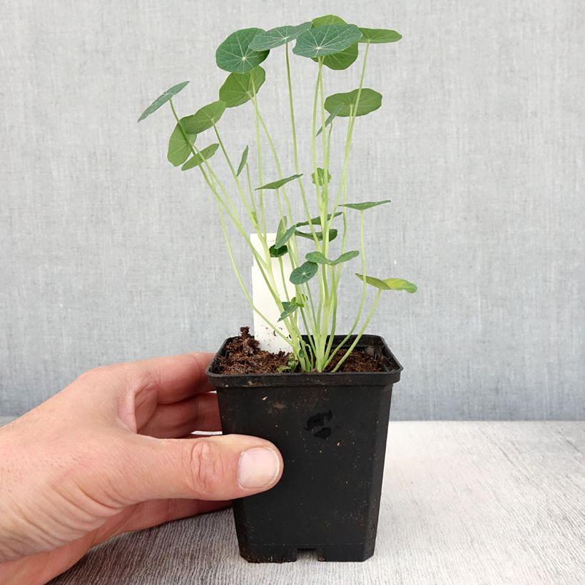 Example of Capucine Baby Rose - Tropaeolum minus Godet de 8/9 cm as you get in printemps