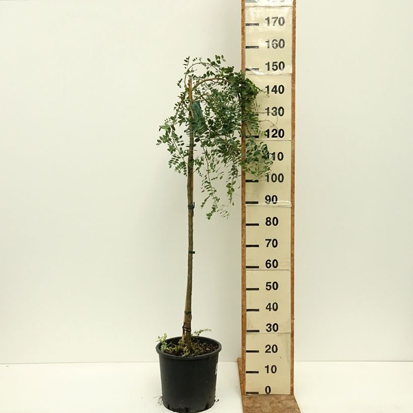 Example of Caragana arborescens Pendula - Caraganier de Sibérie pleureur Pot de 4L/5L, Tige as you get in ete
