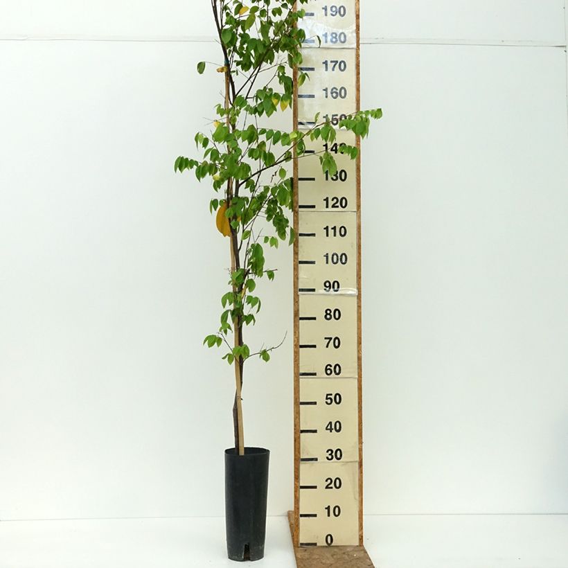 Example of Carambolier Arkin Pot de 6L/7L as you get in ete