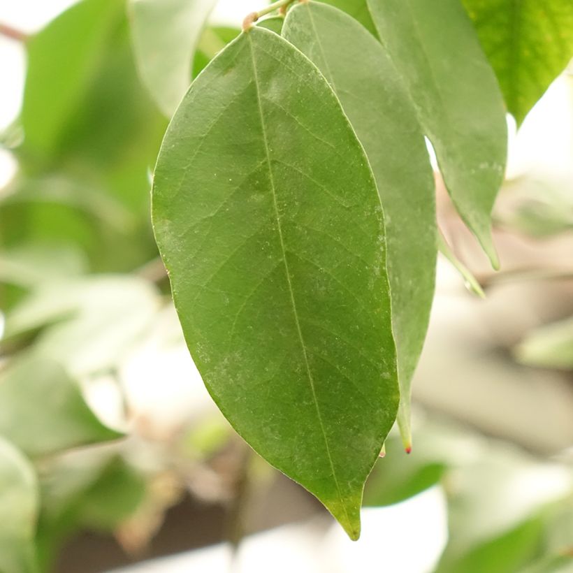 Carambolier Arkin (Foliage)