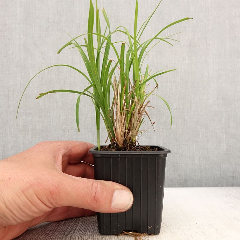 Example of Carex acuta - Laîche aiguë Godet de 8/9 cm as you get in printemps