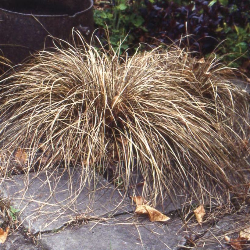 Carex buchananii - Laîche de Buchanan (Plant habit)