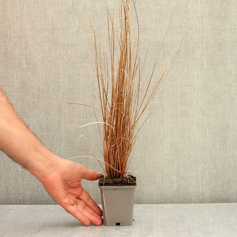 Example of Carex buchananii Red Rooster - Laîche de Buchanan Godet de 8/9 cm as you get in ete