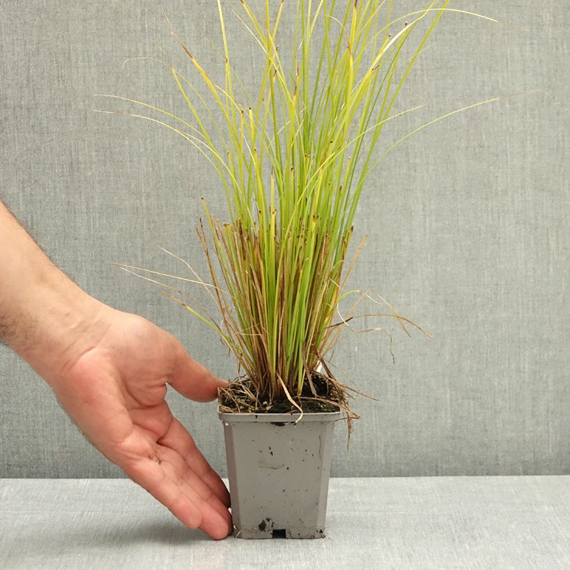 Example of Carex comans Phoenix Green - Laîche de Nouvelle-Zélande  Godet de 8/9 cm as you get in ete
