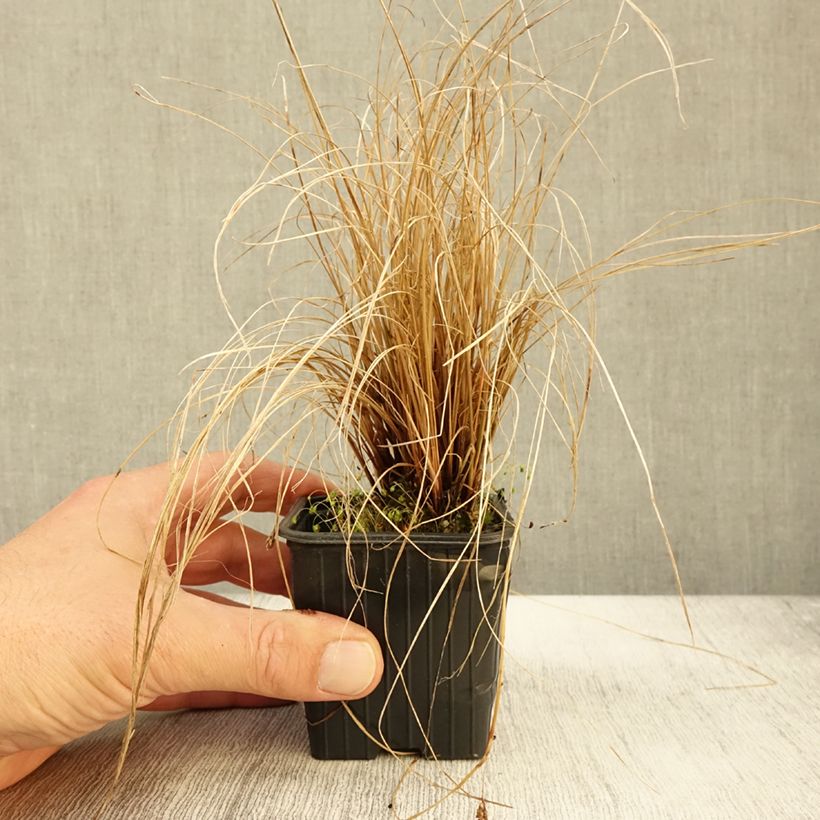 Example of Carex flagellifera - Laîche de Nouvelle-Zélande Godet de 8/9 cm as you get in automne