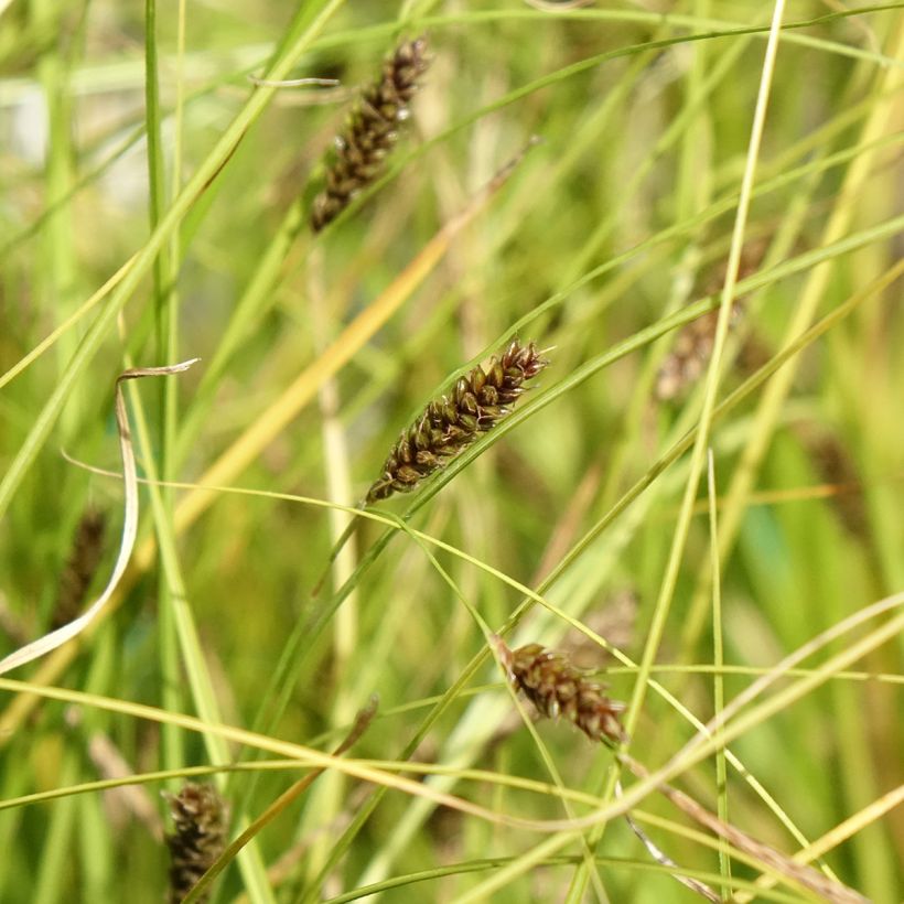 Carex flagellifera Kiwi - Laîche Kiwi  (Flowering)