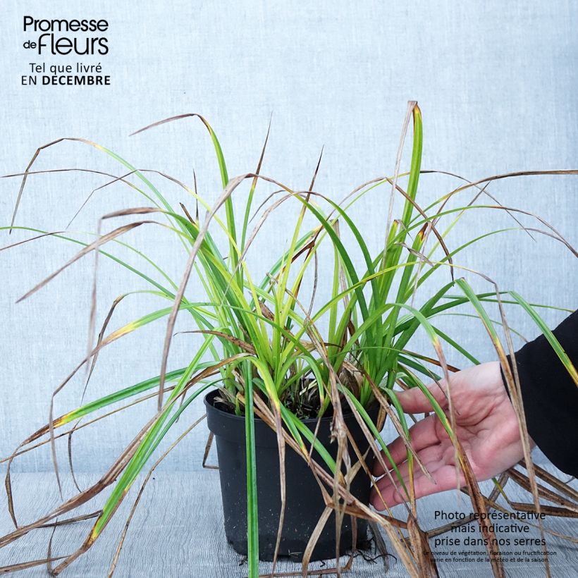 Example of Carex grayi - Laîche massue Pot de 2L/3L as you get in automne