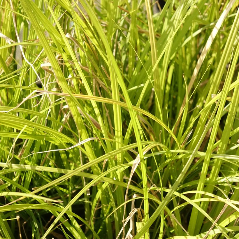 Carex lenta Osaka - Laîche (Foliage)