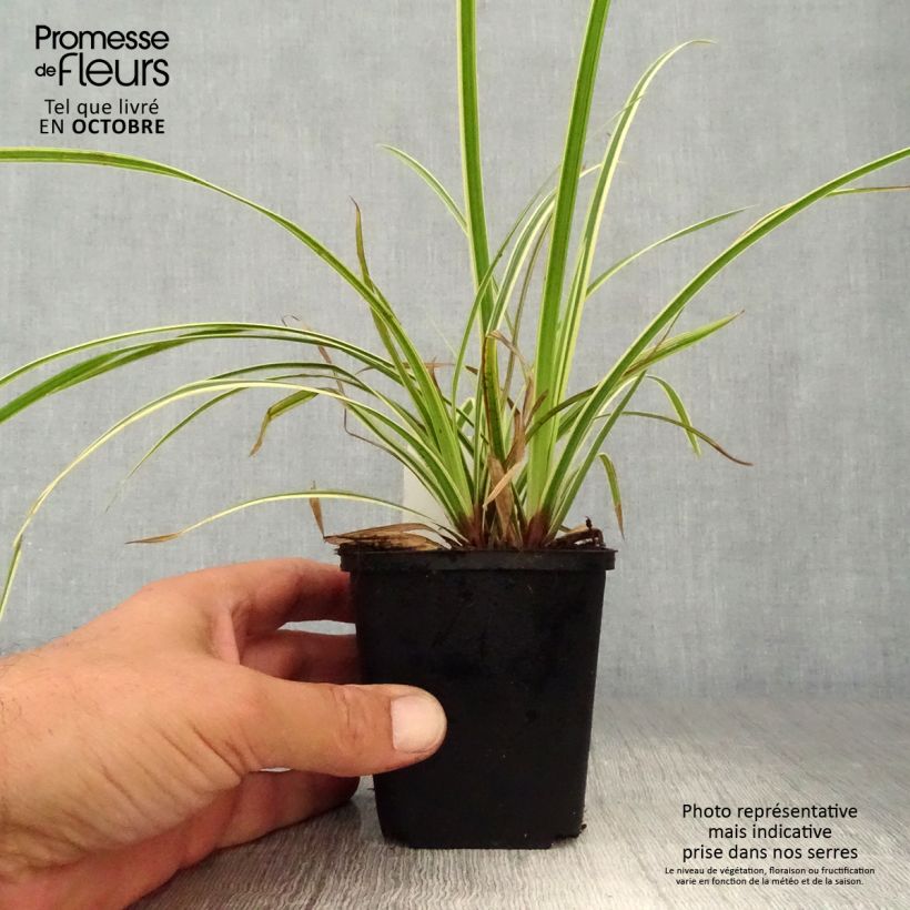 Example of Carex morrowii Goldband - Laîche du Japon Godet de 8/9 cm as you get in automne