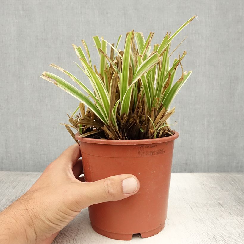 Example of Carex morrowii Goldband - Laîche du Japon Pot de 1L/1,5L as you get in ete