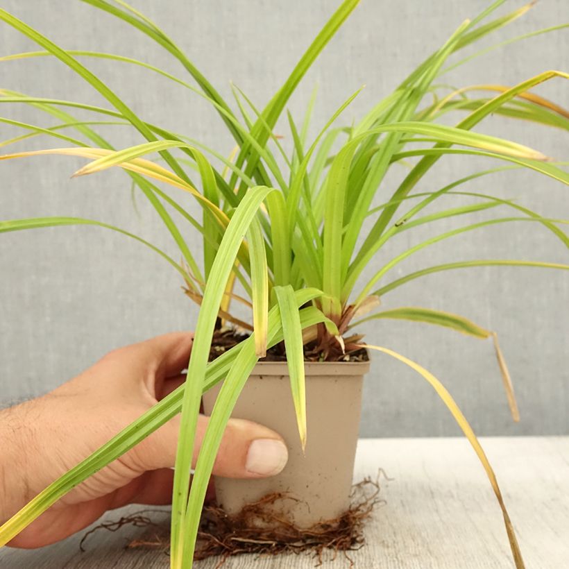 Example of Carex morrowii Irish Green - Laîche du Japon Godet de 8/9 cm as you get in automne