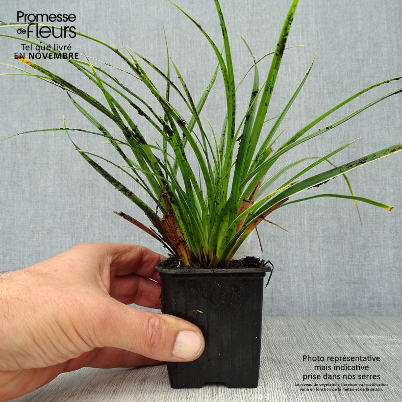 Example of Carex morrowii Variegata - Laîche du Japon Godet de 8/9 cm as you get in automne