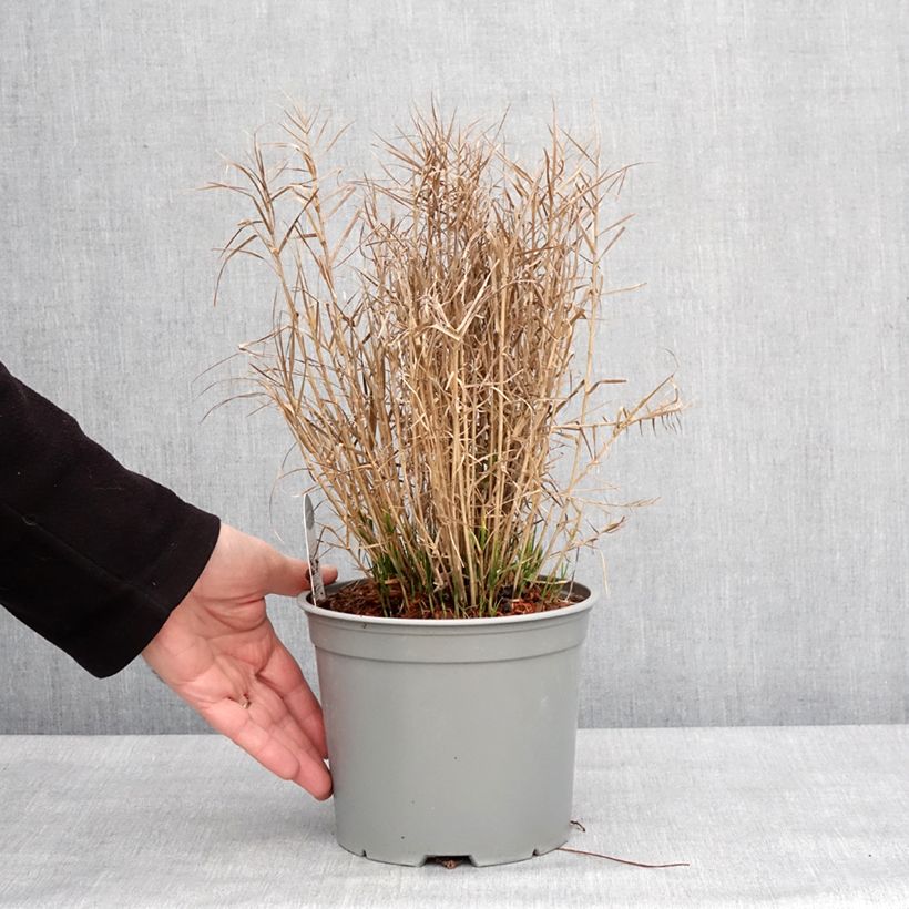 Example of Carex muskingumensis Little Midge - Laîche d'Amérique Pot de 3L/4L as you get in hiver