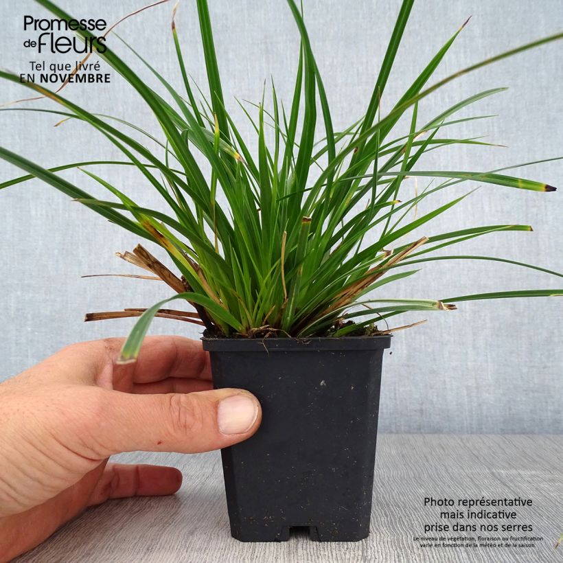 Example of Carex muskingumensis Variegata - Laîche palmée Godet de 8/9 cm as you get in automne