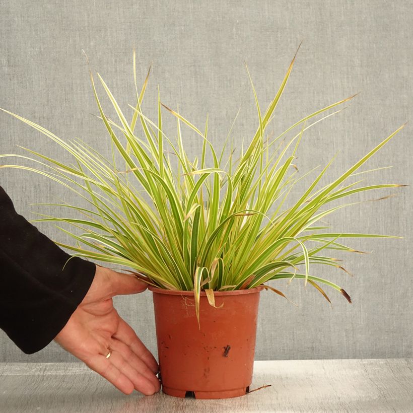 Example of Carex oshimensis Everglow - Laîche d'Oshima Pot de 1,5L/2L as you get in automne