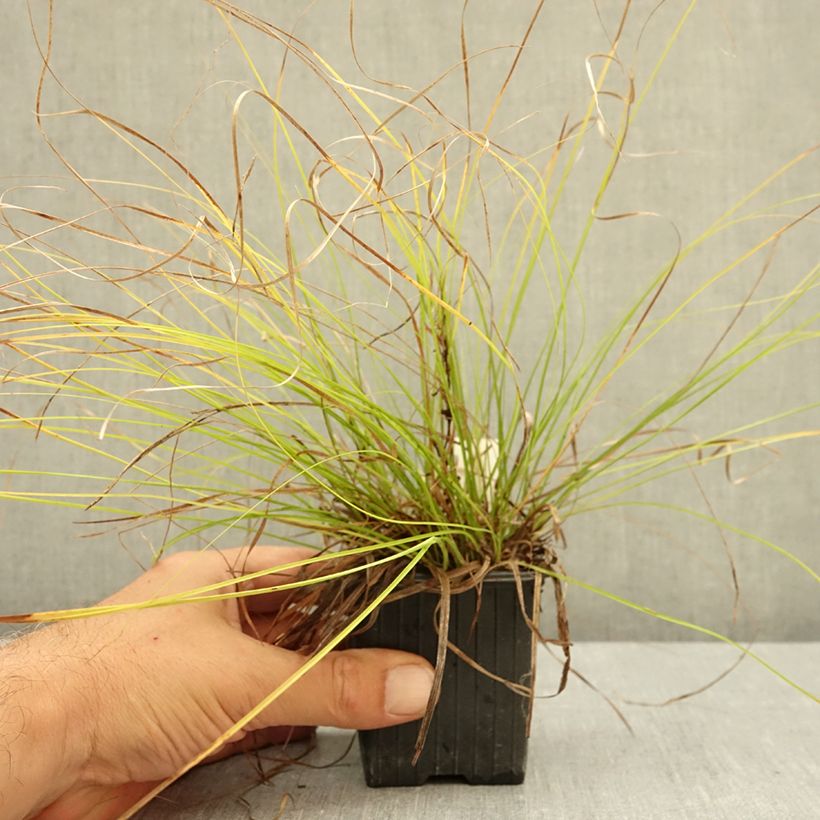 Example of Carex pensylvanica - Carex ou Laîche de Pennsylvanie Godet de 8/9 cm as you get in ete