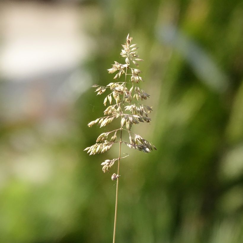 Carex pensylvanica - Carex ou Laîche de Pennsylvanie (Flowering)