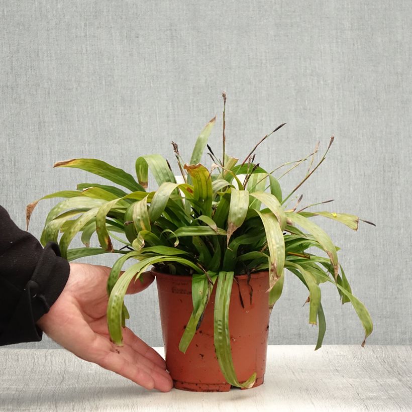 Example of Carex plantaginea - Laîche à feuilles larges Pot de 1L/1,5L as you get in ete