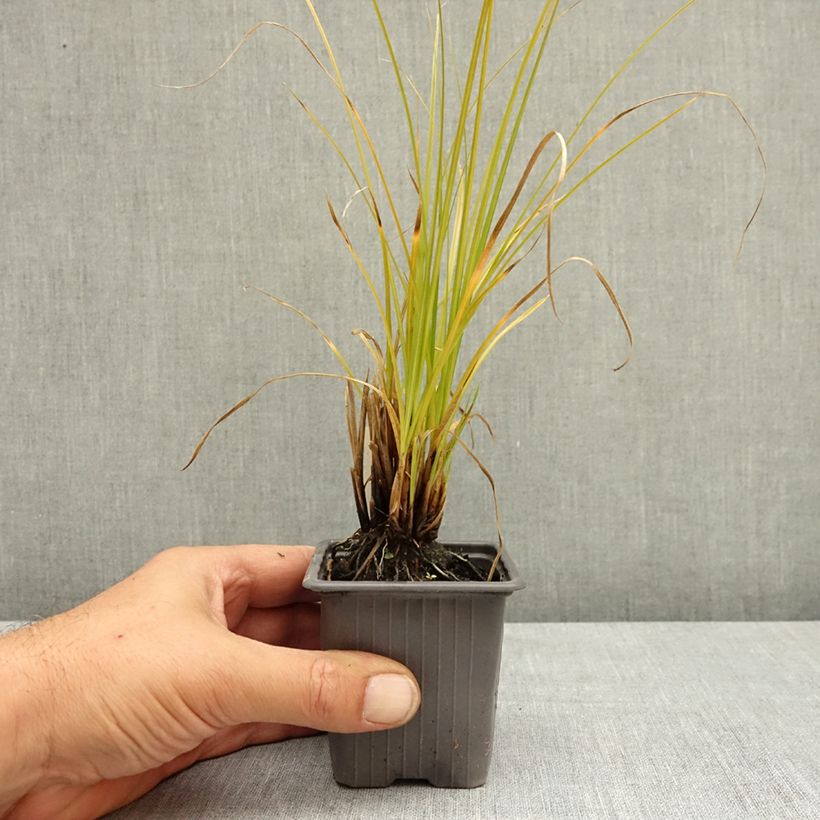 Example of Carex secta - Laîche Godet de 8/9 cm as you get in ete