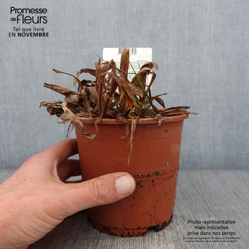 Example of Carex siderosticta Variegata - Laîche Pot de 1L/1,5L as you get in automne