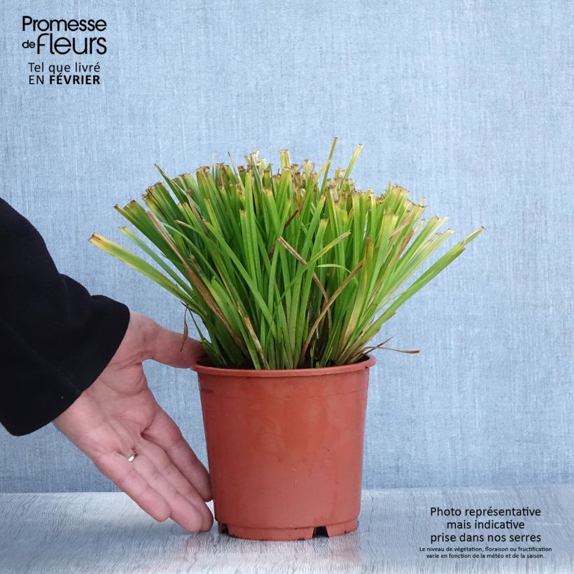 Example of Carex sylvatica - Laîche des bois Pot de 1L/1,5L as you get in hiver