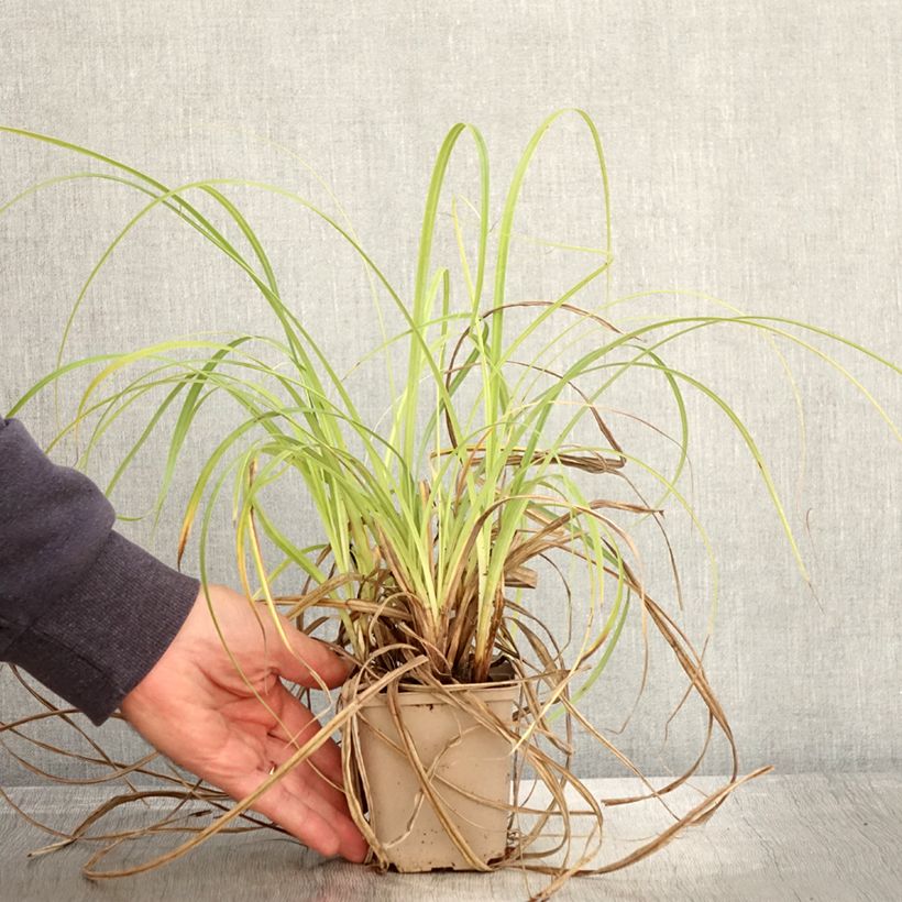 Example of Carex trifida Rekohu Sunrise - Laîche Godet de 8/9 cm as you get in automne