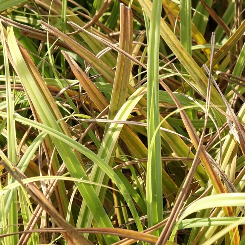 Carex trifida Rekohu Sunrise - Laîche (Foliage)