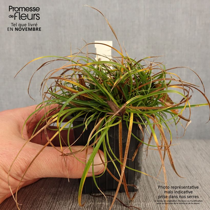 Example of Carex umbrosa - Laîche des ombrages Godet de 8/9 cm as you get in automne
