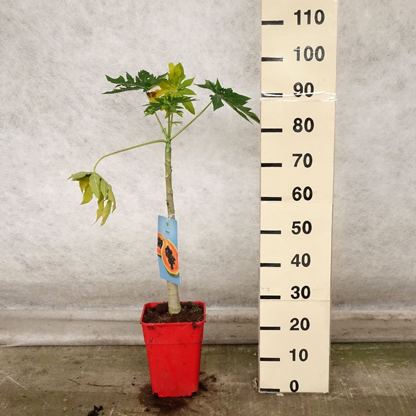 Example of Carica papaya- Papayer Pot de 6L/7L as you get in automne